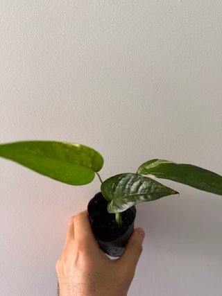 Epipremnum Pinnatum Albo Variegata