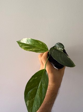 Epipremnum Pinnatum Albo Variegata