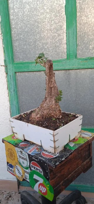 Bonsái Acebuche Hojas Pequeñas