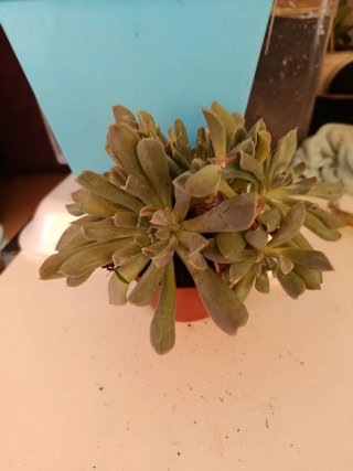 Lote 4 echeveria por 12,9€ Suculentas y Cactus Nat