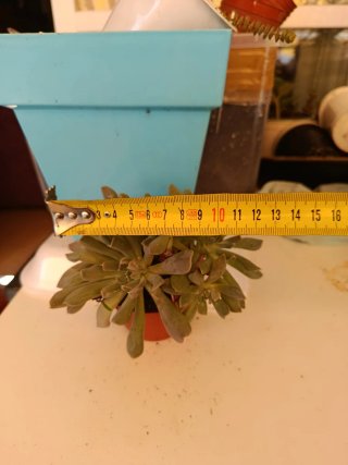 Lote 4 echeveria por 12,9€ Suculentas y Cactus Nat