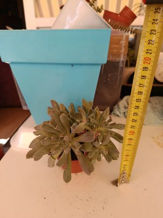 Lote 4 echeveria por 12,9€ Suculentas y Cactus Nat