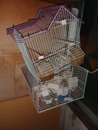 Lote jaulas pájaros