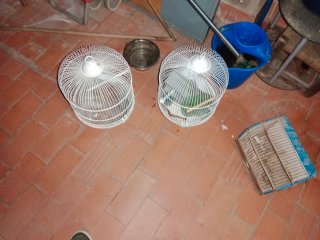 Lote jaulas pájaros