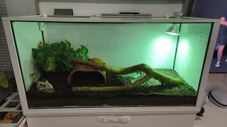 Terrario para reptiles