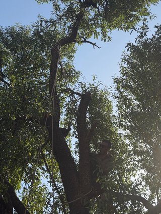 Poda en Altura y Jardineria