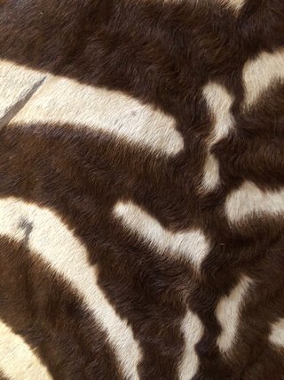 Alfombra Cebra Natural Tanzania Producto exclusivo