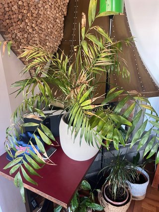 Planta de interior grande