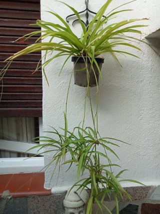 Planta Cinta Colgante
