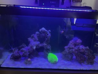 Acuario Marino Completo 110 litros con armario