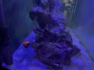 Acuario Marino Completo 110 litros con armario