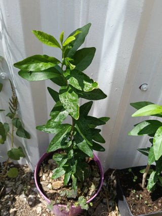 Manzano Kei (Dovyalis caffra) planta