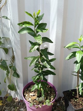 Manzano Kei (Dovyalis caffra) planta