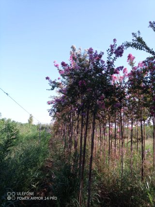 Lagerstroemia Indica Blanca