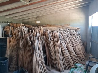 Cañas para entutorar citricos