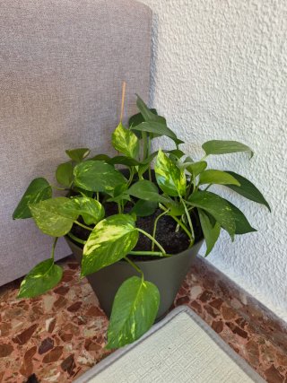 Planta Golden Pothos (Epipremnum aureum)