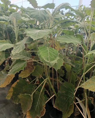Lulo sin espinas (Solanum quitoense) planta