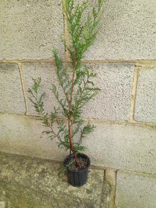 Planta de ciprés para seto