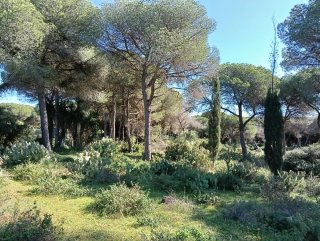 Parcela de terreno rustico