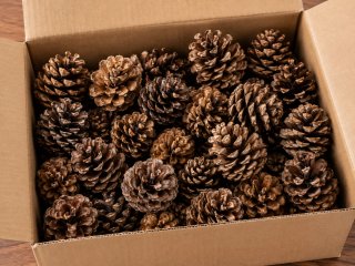 Piñas Decorativas Navideñas (Oro, Rojo, Plata)