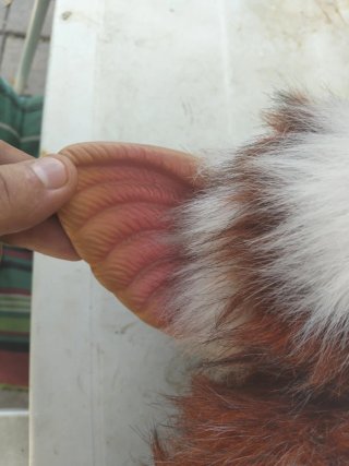 Muñeco Gizmo Gremlin Peluche Original