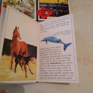Lote 4 libros para ñiños desde los 6 años.