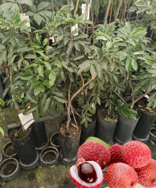 Lichi (Litchi chinensis) planta