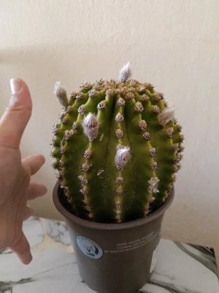 Cactus grande en maceta - Floreciendo-solo envío.