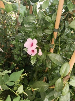 Bignonia Jasminoides planta