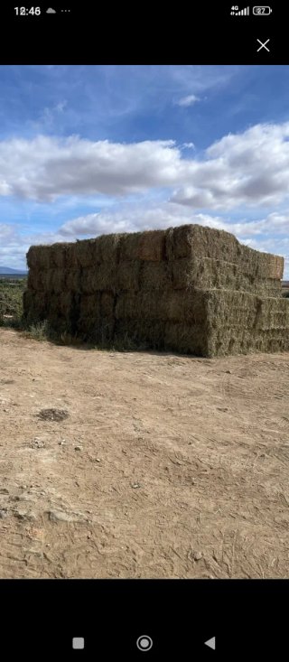 Pacas de pradera Teléfono de contacto 611040057