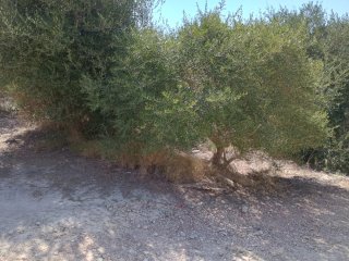 Terreno rústico 1.950 m² en Jávea.