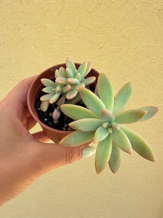 Planta suculenta Graptosedum