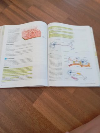 Proyecto: FanFest - Biología, Geología y Cienci...