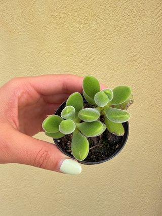 Planta suculenta Sedum