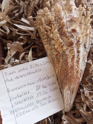 Conchiglia gigante bivalva Mediterraneo
