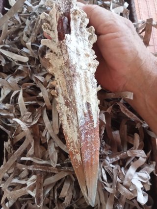 Conchiglia gigante bivalva Mediterraneo