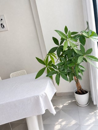 Árbol de la Fortuna grande  - Planta de Interior