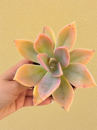Planta suculenta Echeveria