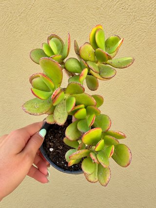 Planta Suculenta de Jade