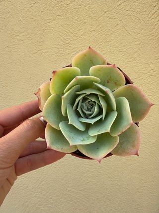 Planta suculenta Echeveria