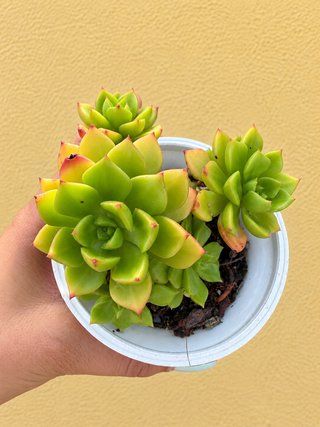 Planta suculenta Echheveria Letizia