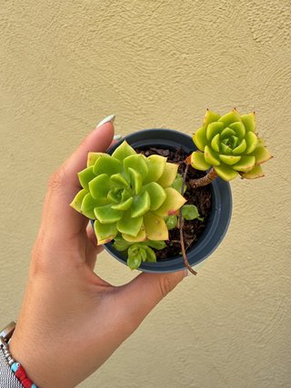Planta suculenta Echeveria Letizia