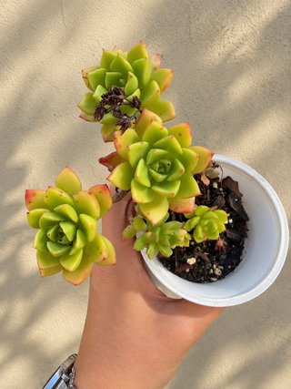 Planta suculenta Echeveria Letizia