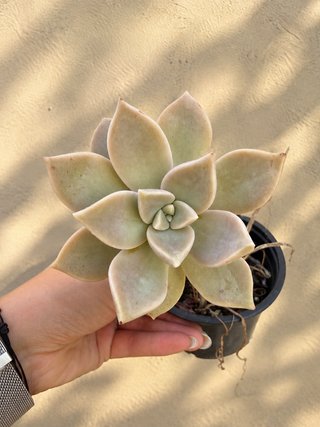 Planta suculenta Graptopetalum