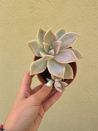 Planta suculenta Graptopetalum