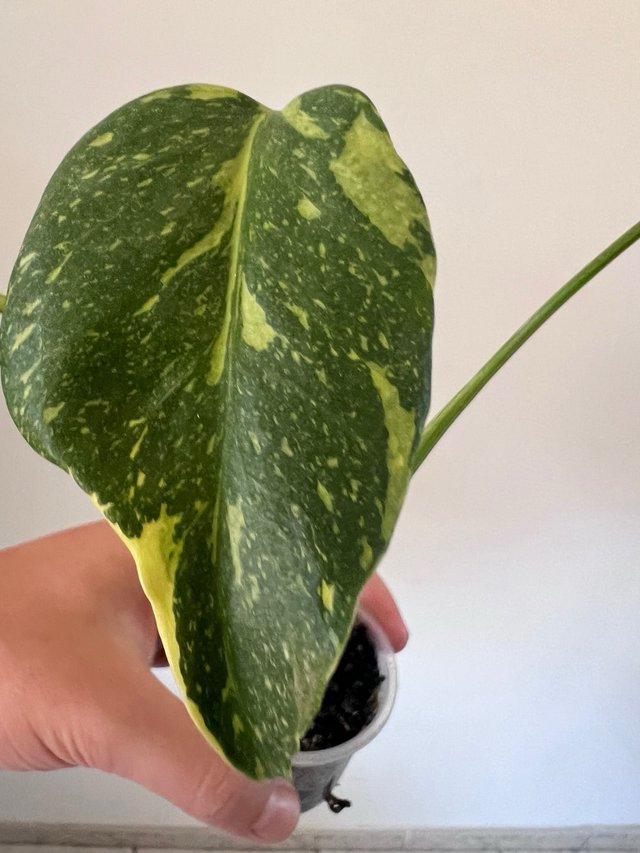 Monstera electrolyte
