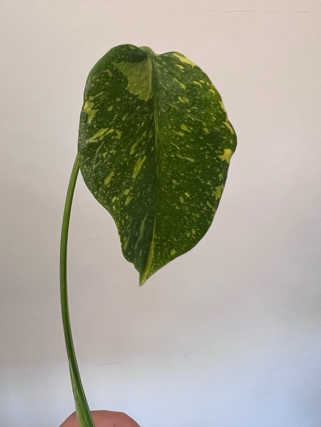 Monstera electrolyte