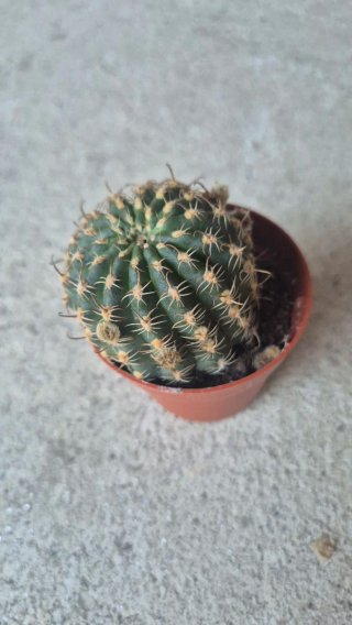 Cactus Echinopsis