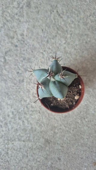 Cactus Echinocactus Ingens