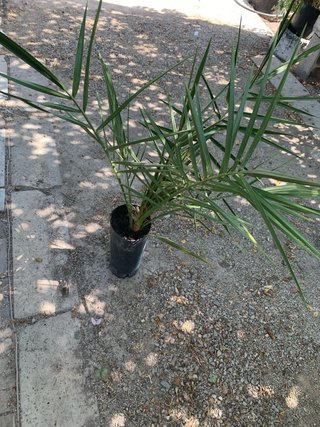 Palmera datilera de Egipto 4 años